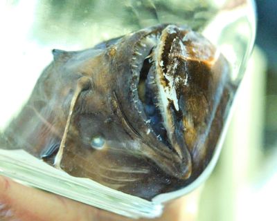 Burke Museum Ichthyology Collection