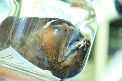 Burke Museum Ichthyology Collection