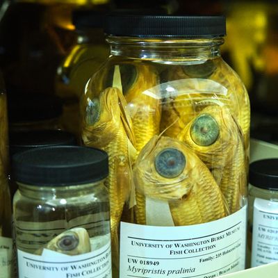 Burke Museum Ichthyology Collection