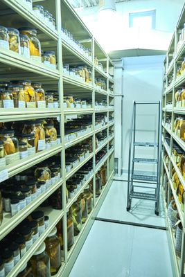 Burke Museum Ichthyology Collection