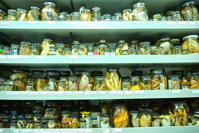 Burke Museum Ichthyology Collection