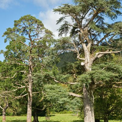 Inveraray Castle