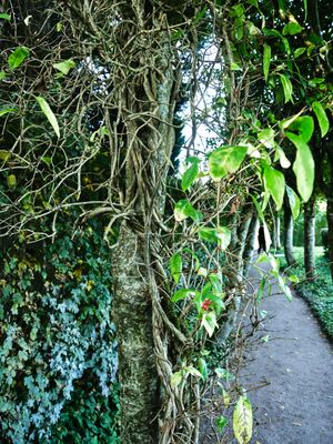 Cawdor Castle and Gardens