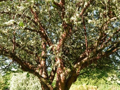Cawdor Castle and Gardens