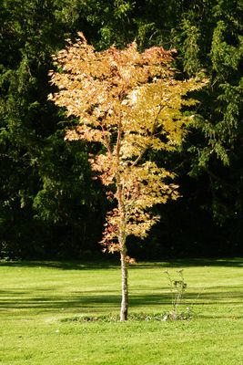 Cawdor Castle and Gardens