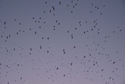 Vaux's Swifts at Chapman School