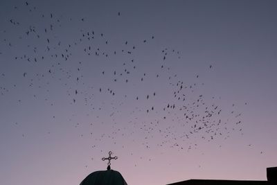 Vaux's Swifts at Chapman School