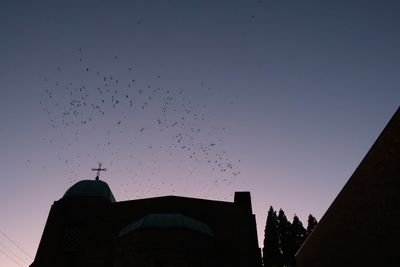 Vaux's Swifts at Chapman School