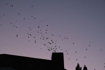 Vaux's Swifts at Chapman School