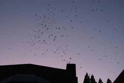 Vaux's Swifts at Chapman School