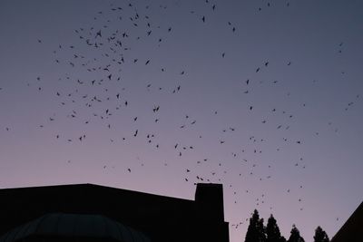 Vaux's Swifts at Chapman School