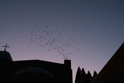 Vaux's Swifts at Chapman School