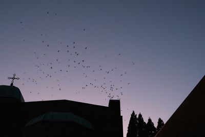 Vaux's Swifts at Chapman School