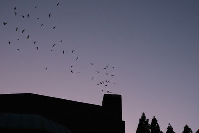 Vaux's Swifts at Chapman School