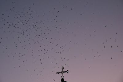 Vaux's Swifts at Chapman School