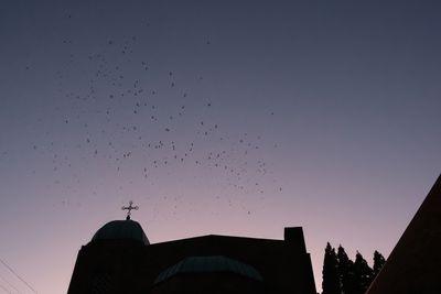 Vaux's Swifts at Chapman School