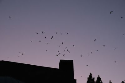 Vaux's Swifts at Chapman School