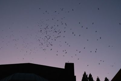 Vaux's Swifts at Chapman School