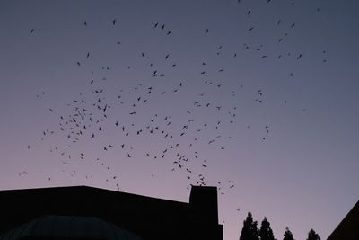 Vaux's Swifts at Chapman School