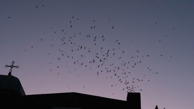 Vaux's Swifts at Chapman School