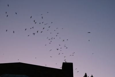 Vaux's Swifts at Chapman School