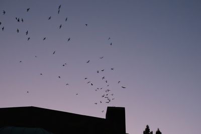 Vaux's Swifts at Chapman School