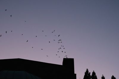 Vaux's Swifts at Chapman School