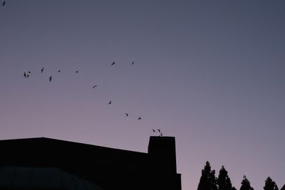 Vaux's Swifts at Chapman School
