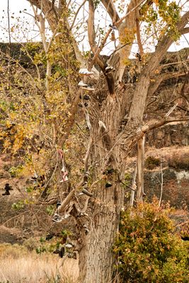 Shoe Tree - Banks Lake