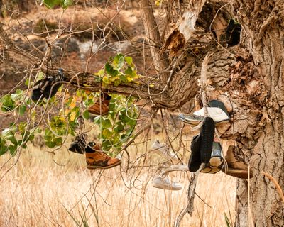 Shoe Tree - Banks Lake