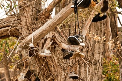 Shoe Tree - Banks Lake