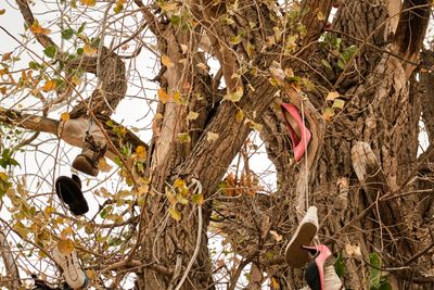 Shoe Tree - Banks Lake