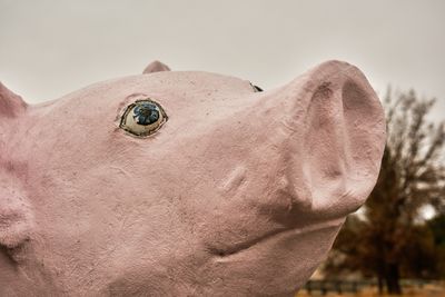 Wilbur the Pig
