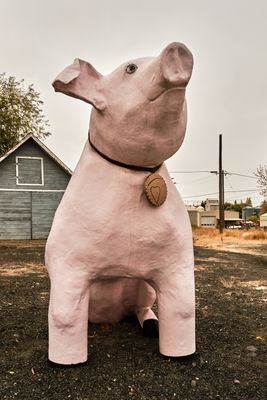 Wilbur the Pig