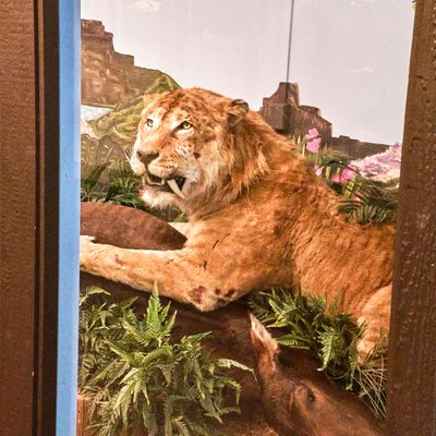 Lasting Legacy Wildlife Museum
