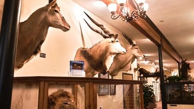Lasting Legacy Wildlife Museum