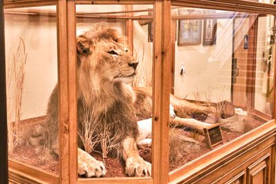 Lasting Legacy Wildlife Museum