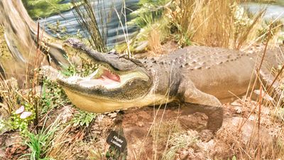 Lasting Legacy Wildlife Museum