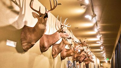 Lasting Legacy Wildlife Museum