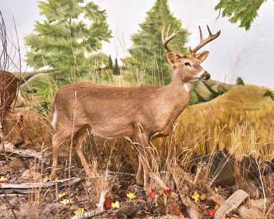 Lasting Legacy Wildlife Museum