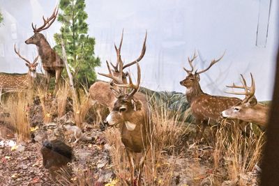 Lasting Legacy Wildlife Museum