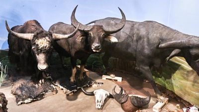 Lasting Legacy Wildlife Museum