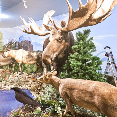 Lasting Legacy Wildlife Museum