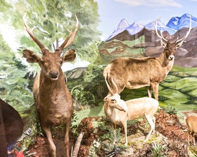 Lasting Legacy Wildlife Museum