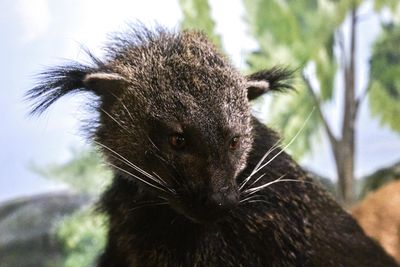 Lasting Legacy Wildlife Museum