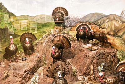 Lasting Legacy Wildlife Museum