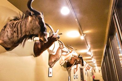 Lasting Legacy Wildlife Museum