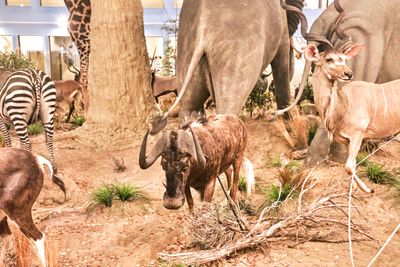 Lasting Legacy Wildlife Museum
