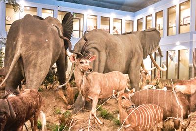 Lasting Legacy Wildlife Museum