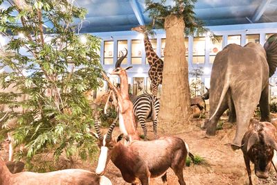 Lasting Legacy Wildlife Museum